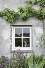 Mullioned window in a rustic house wall with plants and a peach tree with fruit, Netherlands