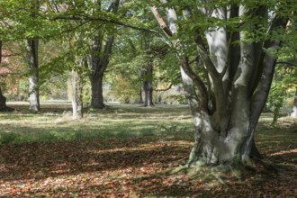 Arboretum Poortbulten, De Lutte, Province of Overijssel, Netherlands