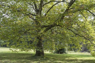 Oriental plane tree (Platanus orientalis), Arboretum Poortbulten, De Lutte, province of Overijssel,