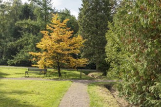 A yellow tree in autumn stands next to a park bench on a green area on a cloudy day, Arboretum