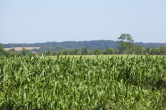 Cornfield, Landscape, Lauterbach, Putbus, Island of Rügen, Mecklenburg-Western Pomerania, Germany