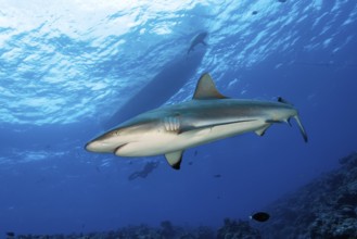 Underwater photo of large Grey reef shark (Carcharhinus amblyrhynchos) swimming under dive boat, in
