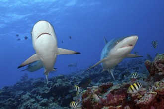 Underwater photo of two Grey reef sharks (Carcharhinus amblyrhynchos) swimming Grey reef shark
