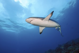 Underwater photo of Grey reef shark (Carcharhinus amblyrhynchos) swimming over reef edge edge of