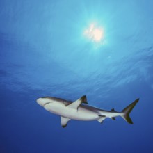 Underwater photo of Grey reef shark swimming through blue water sea, above sun sun rays and wave