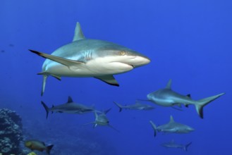 Underwater photo of group of grey reef sharks (Carcharhinus amblyrhynchos) Grey reef shark swimming