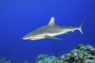 Underwater photo of Grey reef shark (Carcharhinus amblyrhynchos) swimming over reef edge edge of