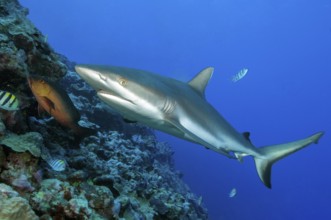Underwater photo of large specimen of great Grey reef shark (Carcharhinus amblyrhynchos) swimming