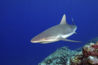 Underwater photo of Grey reef shark (Carcharhinus amblyrhynchos) swimming over reef edge edge of