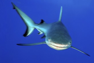 Underwater photo of large Grey reef shark (Carcharhinus amblyrhynchos) shows aggressive behaviour