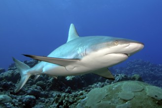 Underwater photo of large specimen of great Grey reef shark (Carcharhinus amblyrhynchos) swimming
