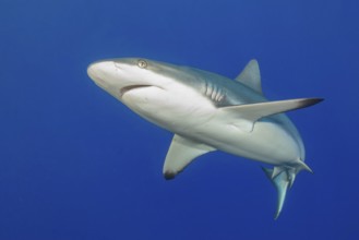 Underwater photo of Grey reef shark (Carcharhinus amblyrhynchos) swimming with spread fins slightly