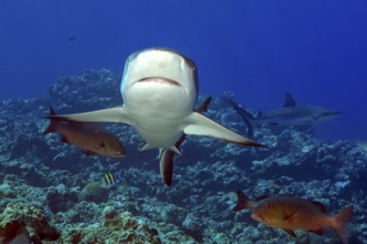 Underwater photo of Grey reef shark (Carcharhinus amblyrhynchos) swimming with spread fins slightly