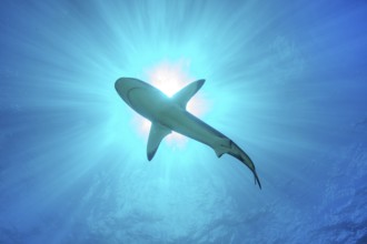 Underwater photo of view from depth to sea surface on underside of Grey reef shark swimming through