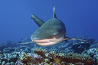 Underwater photo of large blacktip reef shark (Carcharhinus melanopterus) Blacktip reef shark shows