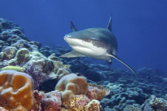 Blacktip reef shark (Carcharhinus melanopterus) Blacktip reef shark swimming with spread fins Shark
