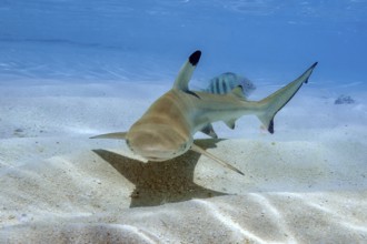 Juvenile blacktip reef shark (Carcharhinus melanopterus) swimming over sand in shallow lagoon off