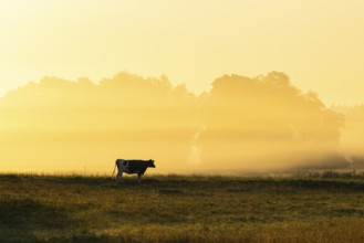 Morning atmosphere over the pasture, fog, domestic cattle (Bos taurus) on the pasture,
