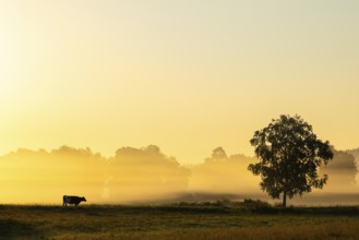 Morning atmosphere over the pasture, fog, domestic cattle (Bos taurus) on the pasture,