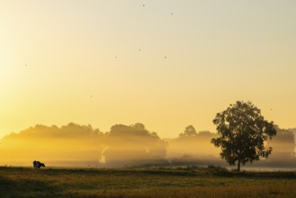 Morning atmosphere over the pasture, fog, domestic cattle (Bos taurus) on the pasture,