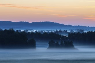 Morning atmosphere in the moor, mixed forest, birch (Betula), birch family (Betulaceae), wet