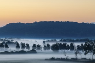 Morning atmosphere in the moor, birch trees (Betula), birch family (Betulaceae), wet meadow, dawn,