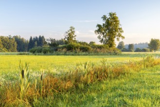 Drainage ditch in wet meadow, cattail (Typha), sweet grasses (Poaceae), fog, birch, birch family