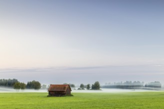 Wooden hut in wet meadow, fog, birch, birch family (Betulaceae), Wilhelmsdorf, Pfrunger-Burgweiler