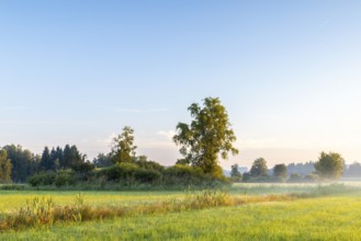 Drainage ditch in wet meadow, cattail (Typha), sweet grasses (Poaceae), fog, birch, birch family
