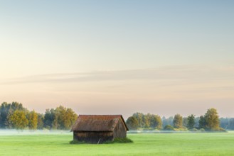 Wooden hut in wet meadow, fog, birch, birch family (Betulaceae), Wilhelmsdorf, Pfrunger-Burgweiler