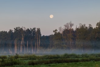 Morning atmosphere in the moor, full moon over the forest, fog, birch (Betula), birch family