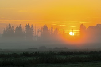 Morning atmosphere in the moor, mixed forest, sunrise, dawn, fog, Pfrunger-Burgweiler Ried,
