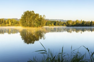 Nillsee, moorland lake, birch trees on an island, birch trees (Betula), birch family (Betulaceae),
