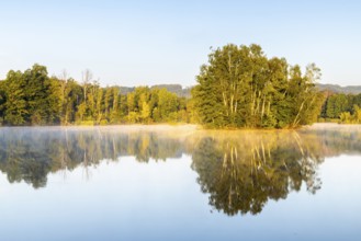 Nillsee, moorland lake, birch trees on an island, birch trees (Betula), birch family (Betulaceae),