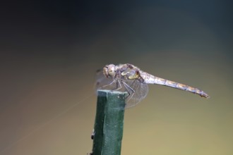 Vagrant darter (Sympetrum vulgatum), female, macro, Germany, The dragonfly sits on a green stick