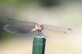 Vagrant darter (Sympetrum vulgatum), female, from the front, macro, Germany, front view of a