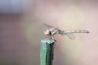 Vagrant darter (Sympetrum vulgatum), female, macro, colourful, Germany