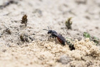 Bug wasp (Astata boops), Emsland, Lower Saxony, Germany