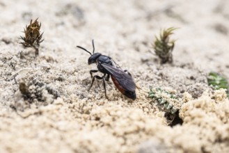 Bug wasp (Astata boops), Emsland, Lower Saxony, Germany