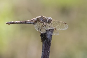 Vagrant darter (Sympetrum vulgatum), Emsland, Lower Saxony, Germany