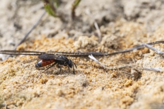Bug wasp (Astata boops), Emsland, Lower Saxony, Germany