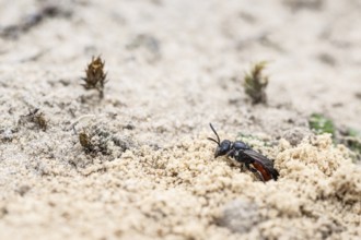 Bug wasp (Astata boops), Emsland, Lower Saxony, Germany