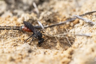 Bug wasp (Astata boops), Emsland, Lower Saxony, Germany