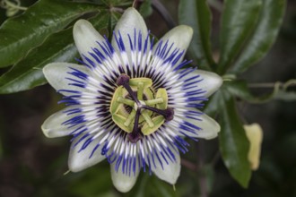 Passion flower (Passiflora caerulea), Emsland, Lower Saxony, Germany
