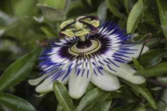 Passion flower (Passiflora caerulea), Emsland, Lower Saxony, Germany