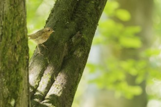 A robin (Erithacus rubecula) sitting on a moss-covered tree in the countryside, Hesse, Germany