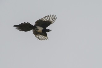 A magpie (Pica pica) flies with outstretched wings in front of a clear sky, Hesse, Germany