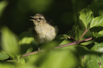 A chiffchaff (Phylloscopus collybita), young bird, sitting on a branch amidst green leaves and