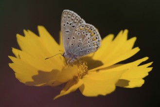 A blue butterfly (Polyommatus icarus) resting on a bright yellow flower, coreopsis, under direct