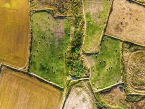 Top Down view over Cornwall fields and farms from a drone, Lizard Peninsula, South West Coast Path,